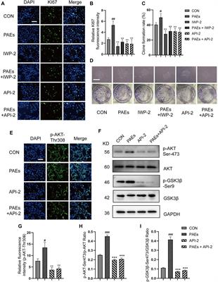 Pilose antler extracts promotes hair growth in androgenetic alopecia mice by activating hair follicle stem cells via the AKT and Wnt pathways